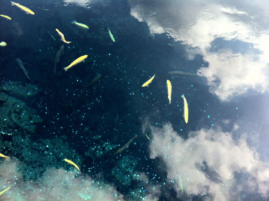 20120408_oshino.jpg