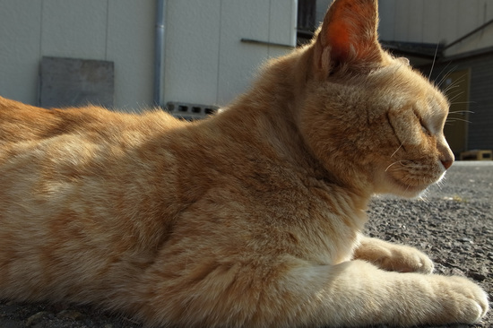 20130630_neko.jpg